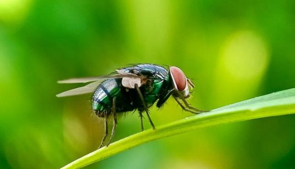 凯狮优配 牛肉价格创新高之际 美国确认“钻肉螺旋蝇”病例 畜牧业如临大敌